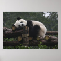Giant pandas at the Giant Panda Protection & 3 Poster