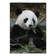 Giant pandas at the Giant Panda Protection & Cards