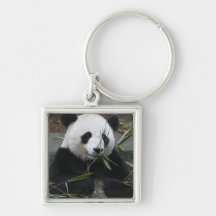Giant pandas at the Giant Panda Protection & Keychains