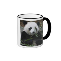 Giant pandas at the Giant Panda Protection & Coffee Mugs