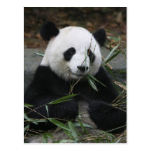Giant pandas at the Giant Panda Protection & Postcards