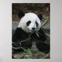 Giant pandas at the Giant Panda Protection & Print