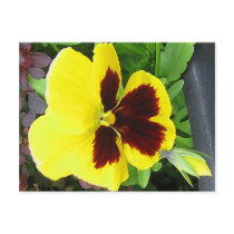 Giant Pansy Postcard