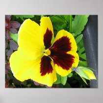 Giant Pansy w Bud Print