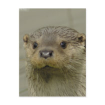 Giant River Otter Postcard