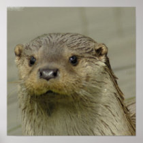 Giant River Otter  Poster