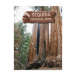 Giant Sequoia trees, Sequoia National Park, CA postcards