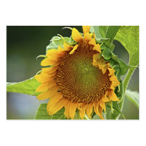 Giant Sunflower - ACEO 12