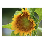 Giant Sunflower - ACEO 12 business cards
