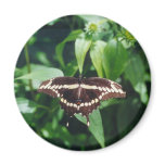 Giant Swallowtail Butterfly magnets