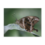 Giant Swallowtail Butterfly Postcard