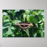 Giant Swallowtail Butterfly posters