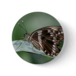 Giant Swallowtail Butterfly Round Pin buttons