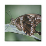 Giant Swallowtail Butterfly Square Magnet