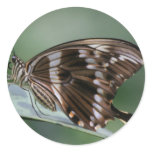 Giant Swallowtail Butterfly Sticker