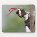 Giant Swallowtail Caterpillar Mouse Pad