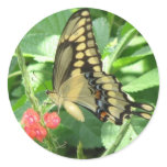 Giant Swallowtail Sticker