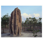 Giant termite mound, Northern Territory, Australia flyers