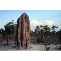 Giant termite mound, Northern Territory, Australia Photo Cut Outs