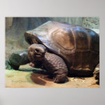 Giant Tortoise 1 posters