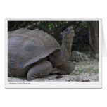 Giant Tortoise Gift Card - 1