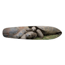 giant tortoises skateboards