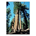 Giant Trees - Sequoia National Forest Greeting Card