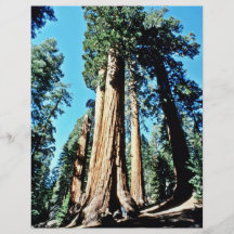 Giant Trees - Sequoia National Forest Flyers