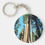 Giant Trees - Sequoia National Forest Key Chains