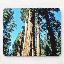 Giant Trees - Sequoia National Forest Mouse Pads