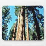 Giant Trees - Sequoia National Forest Mouse Pads