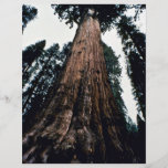 Giant Trees - Sequoia National Park Full Color Flyer