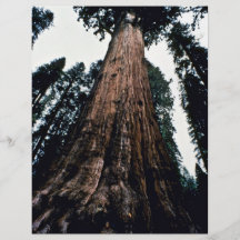 Giant Trees - Sequoia National Park Full Color Flyer
