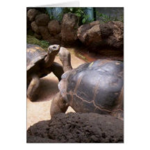Giant Turtle Kiss Greeting Card