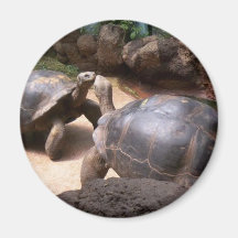 Giant Turtle Kiss Magnet