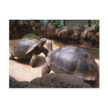 Giant Turtle Kiss postcards