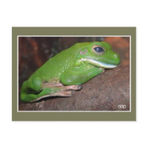 Giant white-lipped tree frog photo postcards