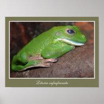 Giant white-lipped tree frog photo posters