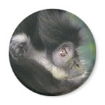 gibbon 2 magnets
