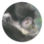 gibbon 2 stickers