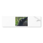 Gibbon bumper stickers