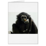 gibbon cards