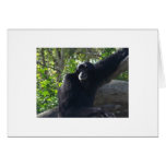 Gibbon cards