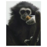 gibbon flyers