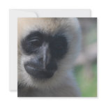 Gibbon Invitations