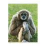 Gibbon, Let's talk about the meaning of life... Post Card
