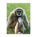 Gibbon, Let's talk about the meaning of life... postcards