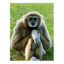 Gibbon, Let's talk about the meaning of life... Post Card