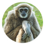 Gibbon, Let's talk about the meaning of life... stickers