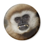 Gibbon magnets